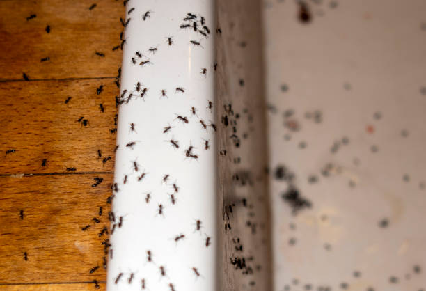 Best Pest Removal Services  in Munfordville, KY