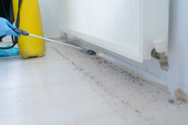 Best Flea Control Services  in Munfordville, KY